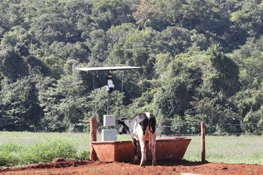 brazil cow being monitored